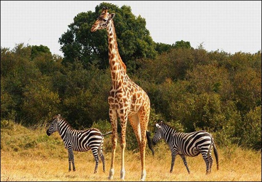 girafa e zebras