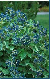 blue muffin viburnum