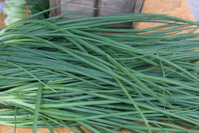 [scallion%2520regeneration%2520csa%255B4%255D.jpg]