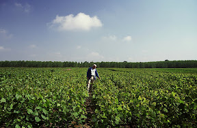 The Planters - Potlatch Corporation forester Greg Bernu, is surrounded by four-month-old aspen sprouts near Cloquet, Minnesota. Though these stands look pure, they often contain 14 or more species of hardwoods and softwoods. On sites like this one, variations in soil type are a controlling factor in determining which tree species sprout naturally after harvest.