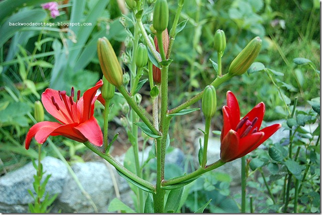 redlily