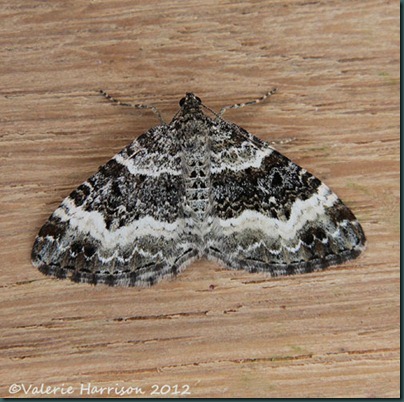 Common-Carpet