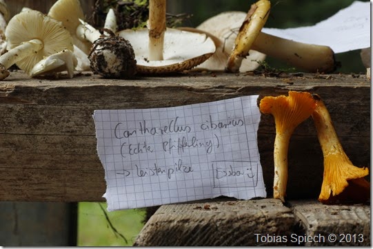 Pfifferling Cantharellus cibarius