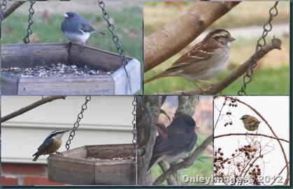 Assorted Birds collage