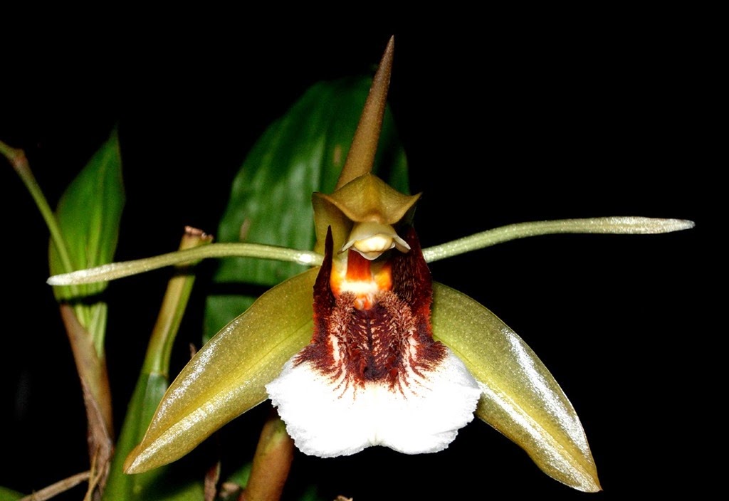 [OR%2520Coelogyne%2520speciosum%255B4%255D.jpg]
