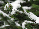 IMG_1505.jpg