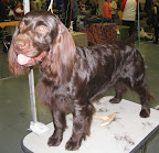 Boykin Spaniel
