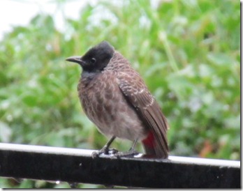 Red-vented Bulbul 3