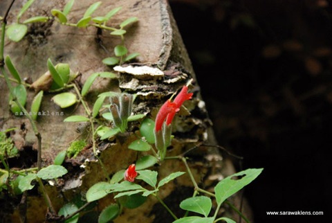 gunung_gading_summit_hike_18