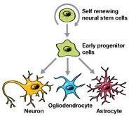 stem cell -neurons stem cell -neurons