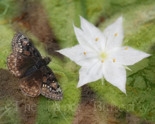 [BUTTERFLY%2520DUSKY%2520STAR%2520810%2520WM%255B4%255D.jpg]