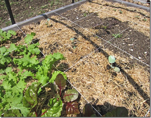 Broccoli seedling started in coir