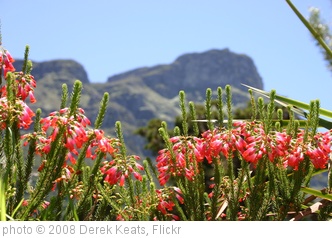 'Erica regia, Kirstenbosch, Cape Town, South Africa' photo (c) 2008, Derek Keats - license: http://creativecommons.org/licenses/by-sa/2.0/