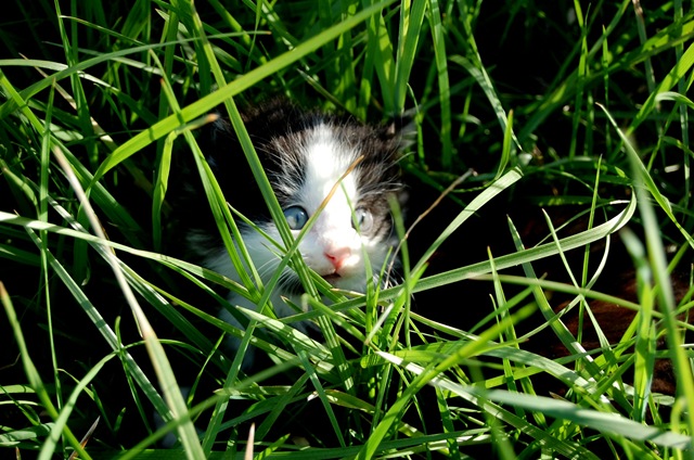 [kitty4%255B2%255D.jpg]