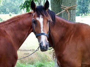 I always thought good photos were like good jokes. If you have to explain it, it just isn't that good.