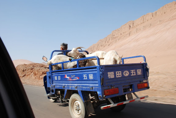 Flaming mountains - Moto-truck de chèvres