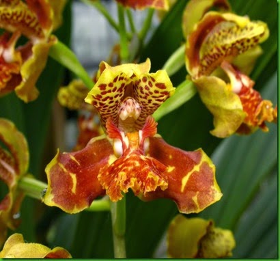 OR Rudolfiella picta OR Rudolfiella picta