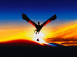Fly Of Dragon