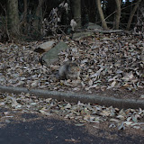 20100417_cat