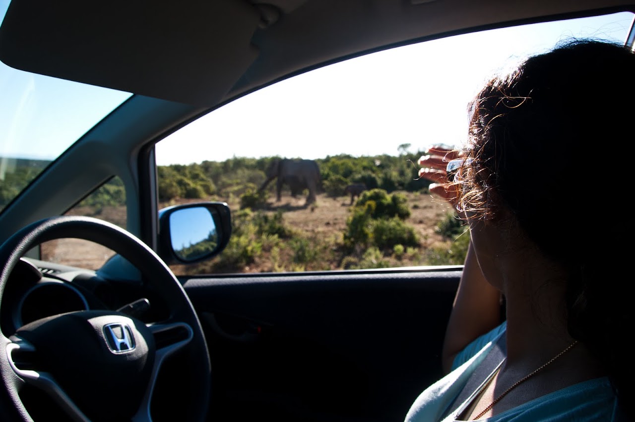 Watching elephants at Addo