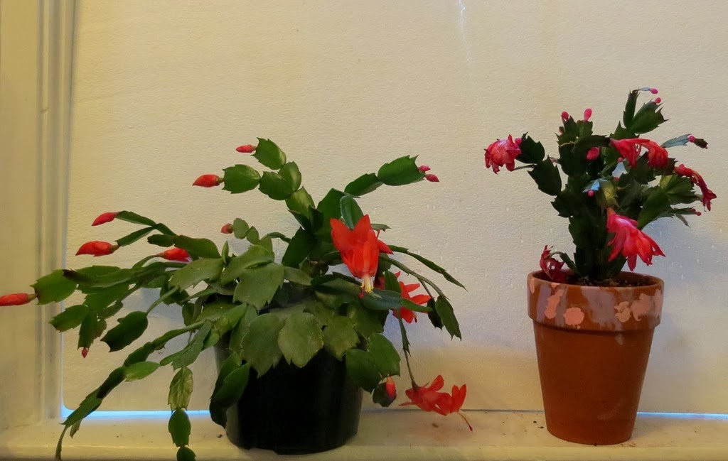 [IMG_9973%255B4%255D.jpg]