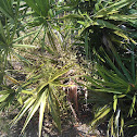 saw palmetto