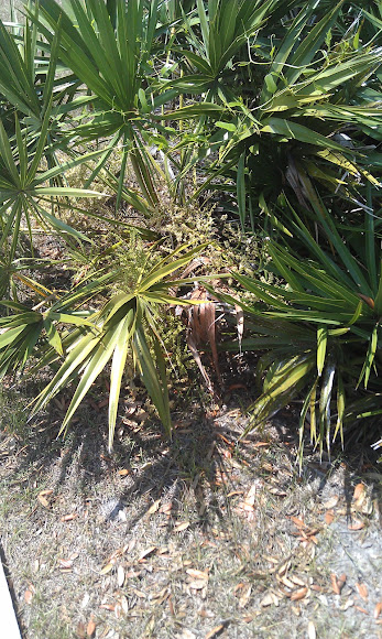 Spotting Image 1