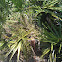 saw palmetto