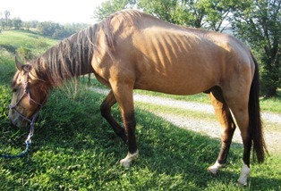 [Horse%25201%2520Stallion%2520%25281%2529%255B3%255D.jpg]