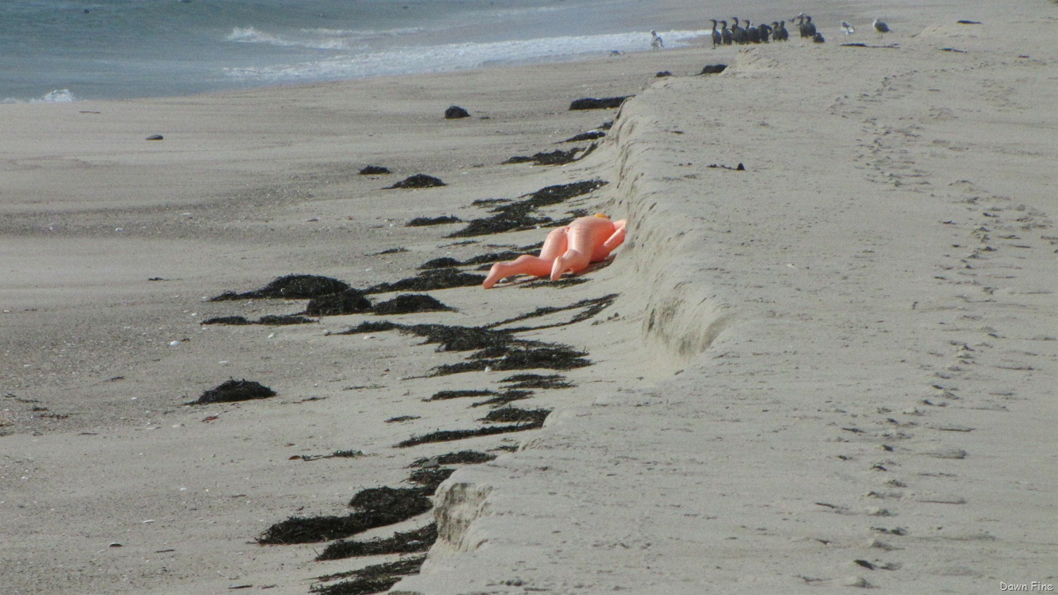 [Birding-south-beach_0473.jpg]