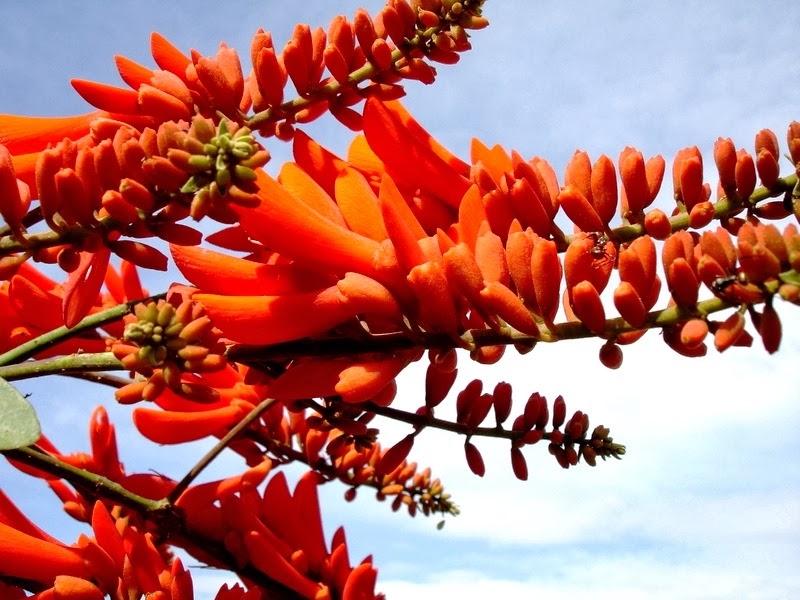[Erythrina_senegalensis%255B3%255D.jpg]