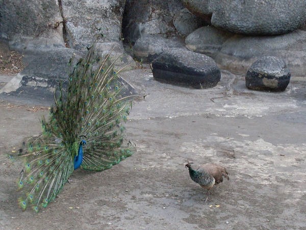 3- As pavoas 3- As pavoas