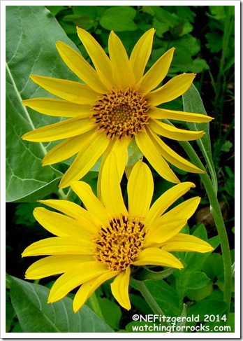 IMG_6962 Balsamroot IMG_6962 Balsamroot