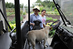 Hi Laura and Sanu - Please pick all the vegetables that are mature enough to pick.  Hurricane Irene is on the way and there's a good chance that the vegetable garden may get damaged.