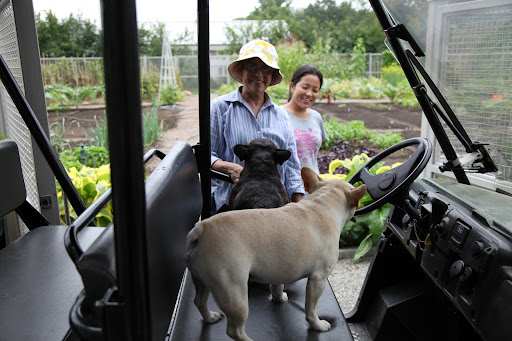 Hi Laura and Sanu - Please pick all the vegetables that are mature enough to pick.  Hurricane Irene is on the way and there's a good chance that the vegetable garden may get damaged.
