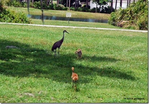 sandhill crane babies 023 sandhill crane babies 023