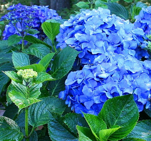 [garden-hydrangeas-blue-sept08%255B4%255D.jpg]