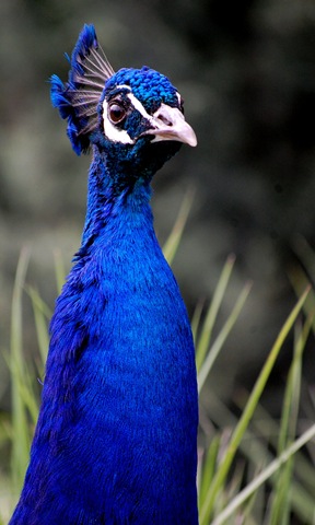 [aviary172.jpg]