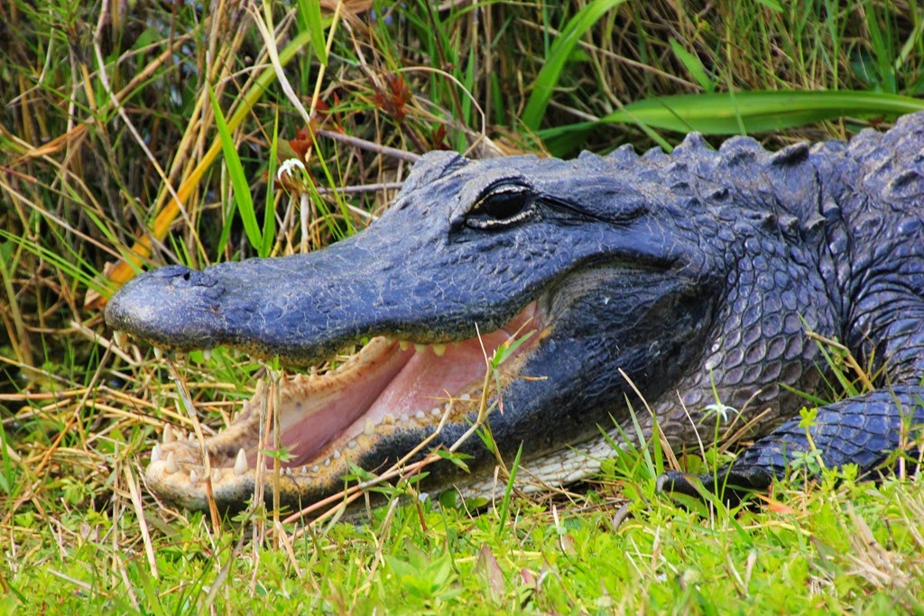 [Alligator-Everglades5.jpg]