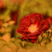 rose002dsh.jpg
