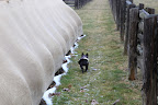Sharkey, that compost is blanketing the bulbs just as this burlap is protecting the shrubs and just as our warm coats are blanketing us!