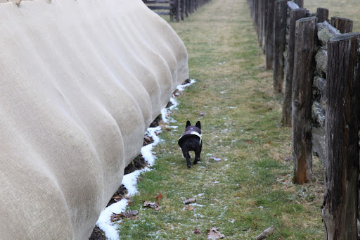 Sharkey, that compost is blanketing the bulbs just as this burlap is protecting the shrubs and just as our warm coats are blanketing us!