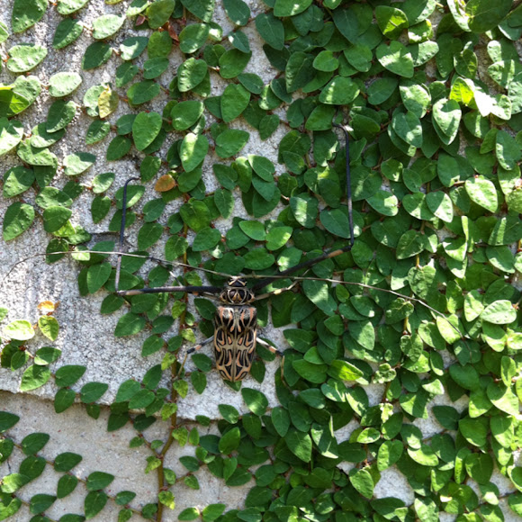 Spotting Image 1