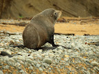 You can see seal over here as well and get very close to them