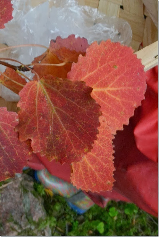DSC_0036 DSC_0036