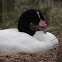 Black Necked Swan