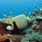 US Liberty (Tulamben, Bali)