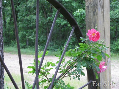 Climbing Roses June 14