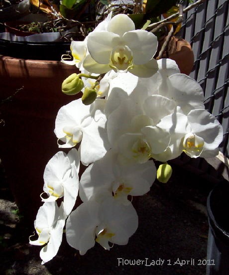 [nanci-orchids7%255B4%255D.jpg]