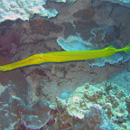 Trompetvis